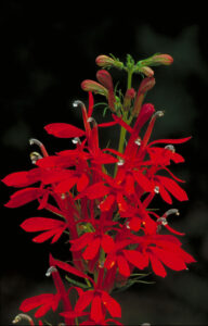 Cardinal_Flower