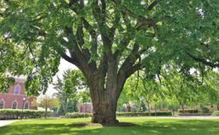 american-elm