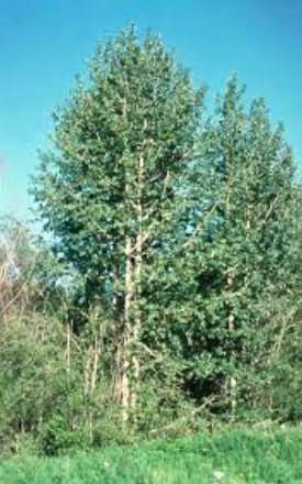 balsam poplar