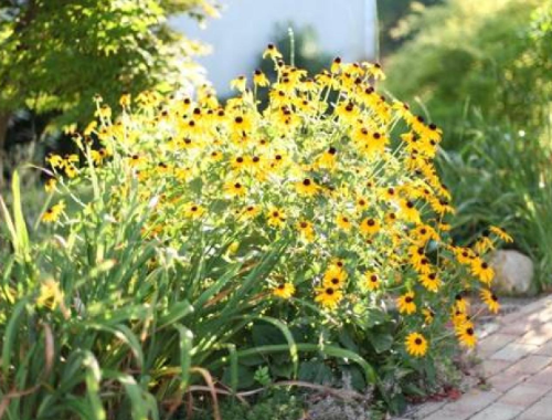 blackeyed susan