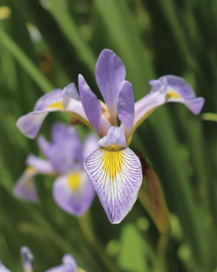 blueflag iris