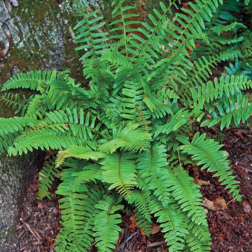 christmas fern