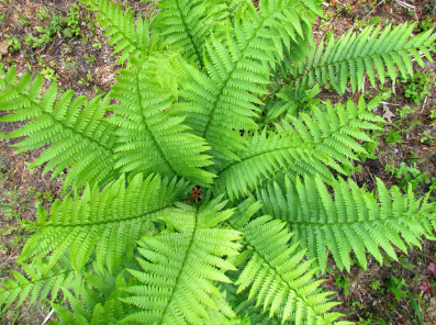 cinnamon fern