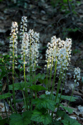 foam flower