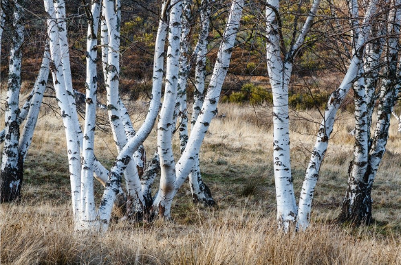 grey birch