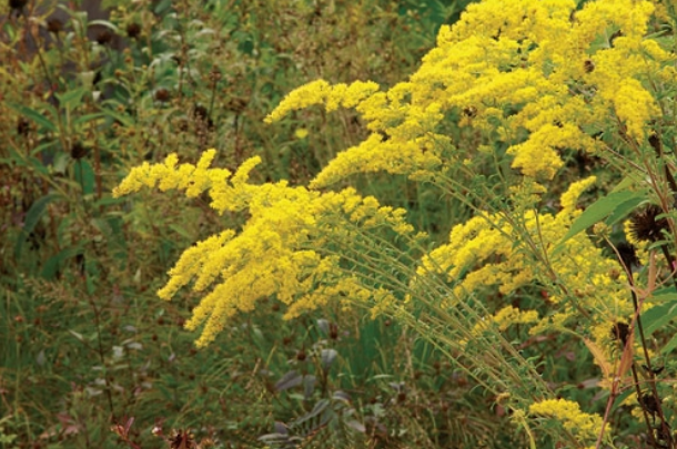 grey goldenrod