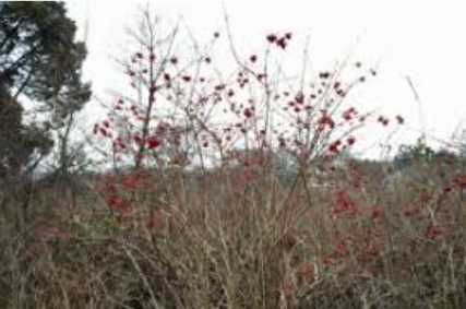 highbush cranberry