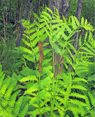 interrupted fern