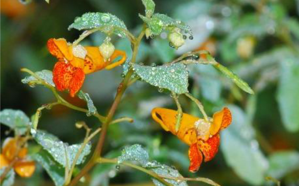 jewelweed