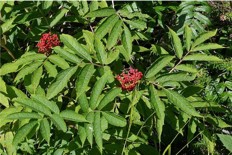 red elderberry