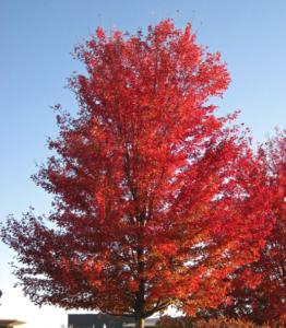 red maple