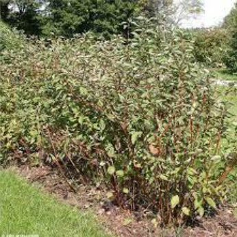 red osier dogwood