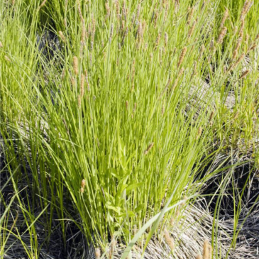 tussock sedge