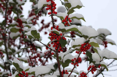 winterberry